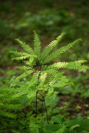 Northern Maidenhair Fern (Adiantum pedatum)